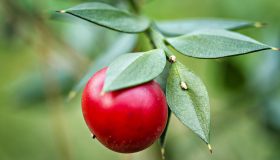 Pungitopo, che differenza c’è con l’agrifoglio e come utilizzarlo