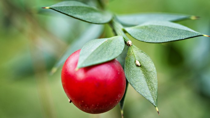 Pungitopo, che differenza c’è con l’agrifoglio e come utilizzarlo