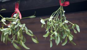 Vischio, perché porta fortuna e come farlo crescere