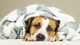 Sindrome di Cushing nel cane: cos’è, come riconoscerla e affrontarla