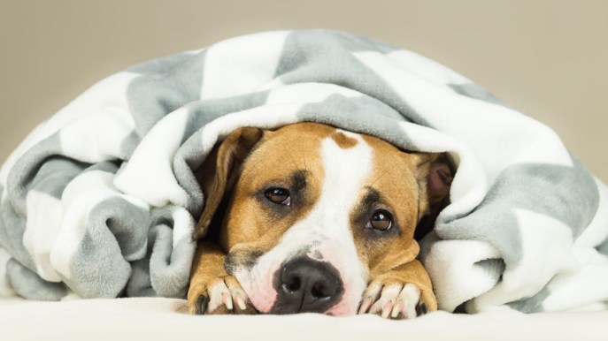 Sindrome di Cushing nel cane: cos’è, come riconoscerla e affrontarla