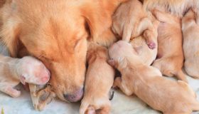 La gravidanza del cane: cosa sapere per affrontare questo percorso magico e impegnativo