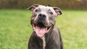 Aron è morto. Il pitbull bruciato vivo dal suo proprietario non ce l’ha fatta