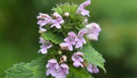 Ballota Nigra o pianta cimiciotta: come coltivarla e a cosa serve