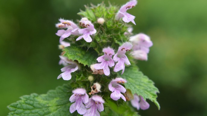 Ballota Nigra o pianta cimiciotta: come coltivarla e a cosa serve