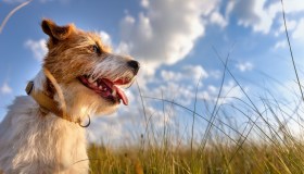 Il tuo cane non appoggia la zampa? Ecco i possibili motivi 