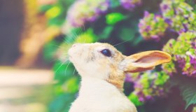 Coniglio Rex: affetto e bellezza in un piccolo amico dal pelo vellutato