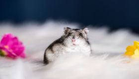 Criceto siberiano: tutto quello che c’è da sapere sul tenero Winter White