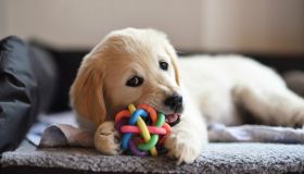 Golden Retriever: perché ti innamorerai di questi pelosetti