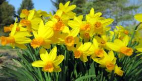 Narcisi, dove piantare i bulbi, quando spuntano e come curarli