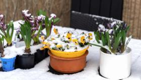 Quanto innaffiare le piante in inverno e quando gela