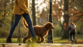 Test Dna dei cani e multe ai padroni conto le deiezioni in strada: cosa sta succedendo a Bolzano