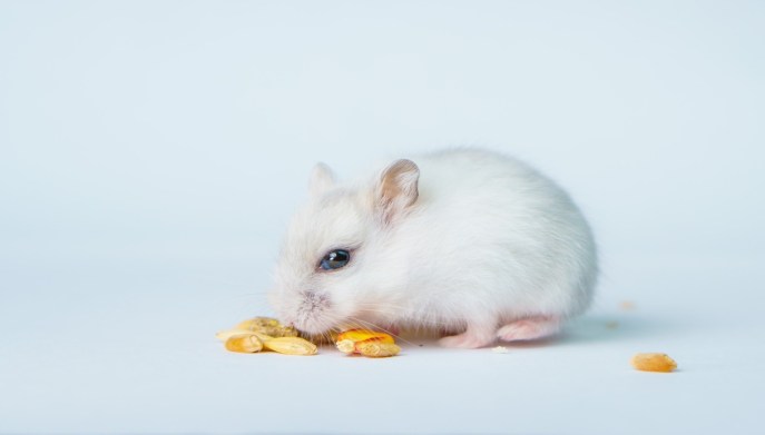 alimentazione criceto siberiano