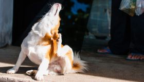 Come alleviare il prurito nel cane con dei semplici rimedi casalinghi