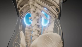 Giornata Mondiale del Rene: i rischi al femminile