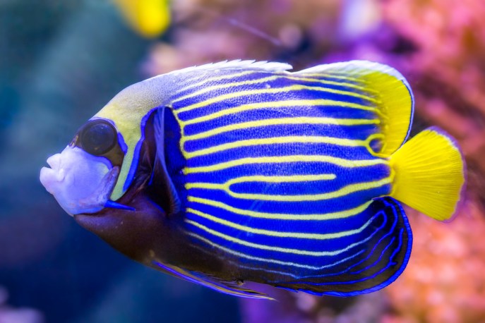 pesce angelo colori