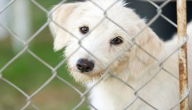 Recinzioni per cani: come scegliere il giusto recinto per il tuo amico a quattro zampe 