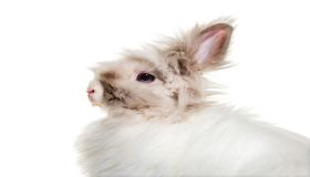 Conosciamo il coniglio testa di leone: guida per una convivenza felice