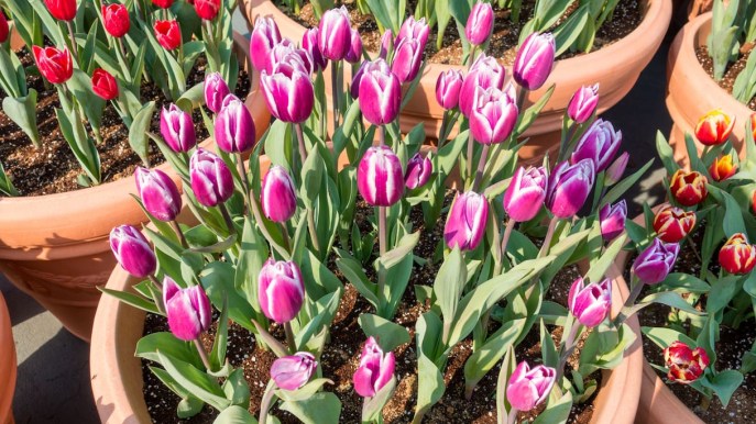Tulipani in vaso, come farli durare di più e quanta acqua ci vuole