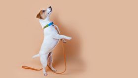 Perché i cani scodinzolano? Le risposte della scienza che non ti aspetti