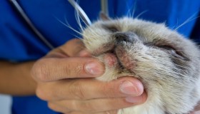 Come combattere le zecche nei gatti: la tua guida definitiva