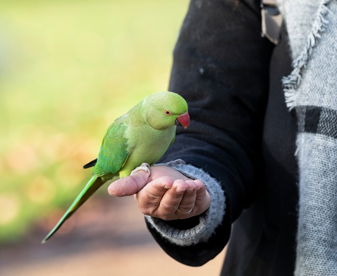 Caratteristiche del pappagallo parrocchetto