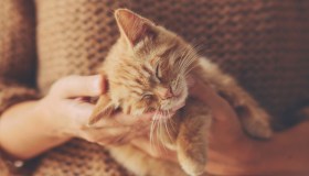 Una ricerca svela il segreto delle fusa dei gatti