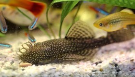 Il burbero Ancistrus: alla scoperta del pesce pulitore