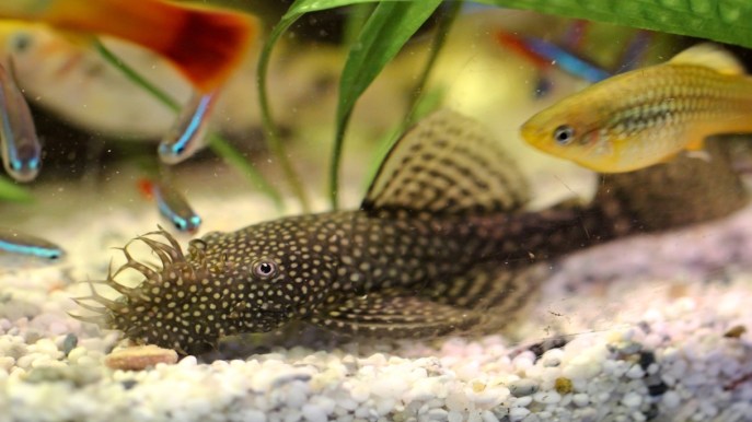 Il burbero Ancistrus: alla scoperta del pesce pulitore