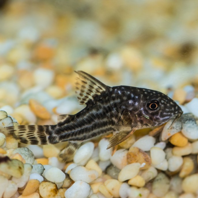 Caratteristiche del pesce Corydoras