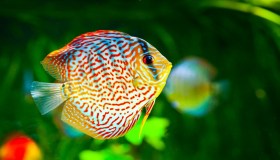 Alla scoperta dei pesci Discus, i gioielli dell’acquariofilia