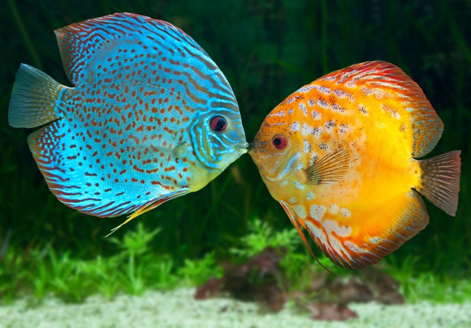 Pesce discus carattere