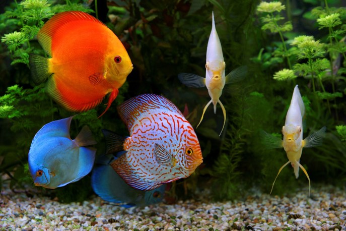 Pesce discus cura