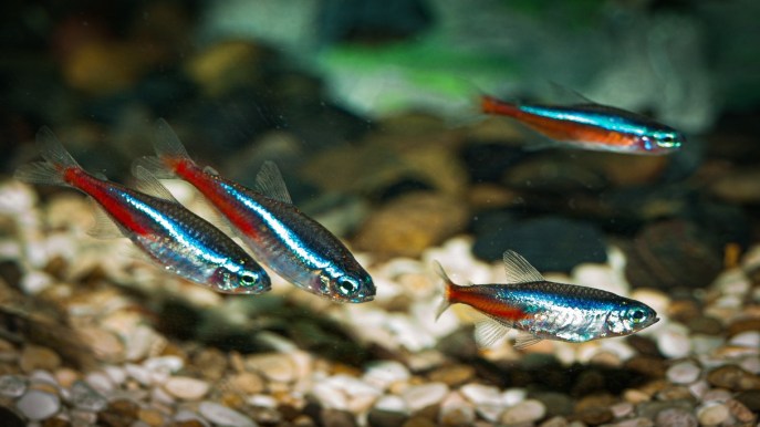 Dal Rio delle Amazzoni al tuo acquario: alla scoperta del Pesce neon
