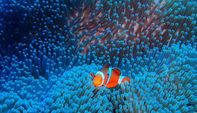 Pesce pagliaccio caratteristiche