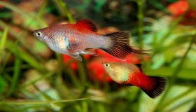 Viaggio tra le acque dolci, alla scoperta dei coloratissimi Platy