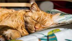Quanto dorme un gatto: la guida sul sonno del tuo amico felino