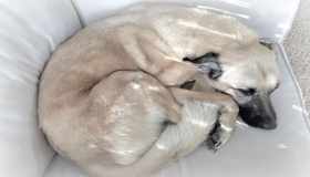 Come difendere il tuo cane dai vermi intestinali