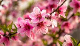 Come coltivare il pesco in vaso o in giardino: la guida pratica