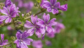 Malva, come coltivarla e quando seminarla