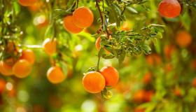 Potatura del mandarino, quando farla e le tecniche migliori