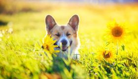 Cosa fare se il cane viene punto da un’ape? I consigli della veterinaria