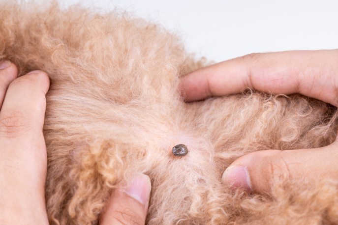Zecca sul cane