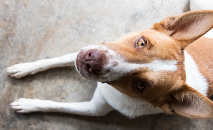 Proteggi il tuo cane dalle zecche