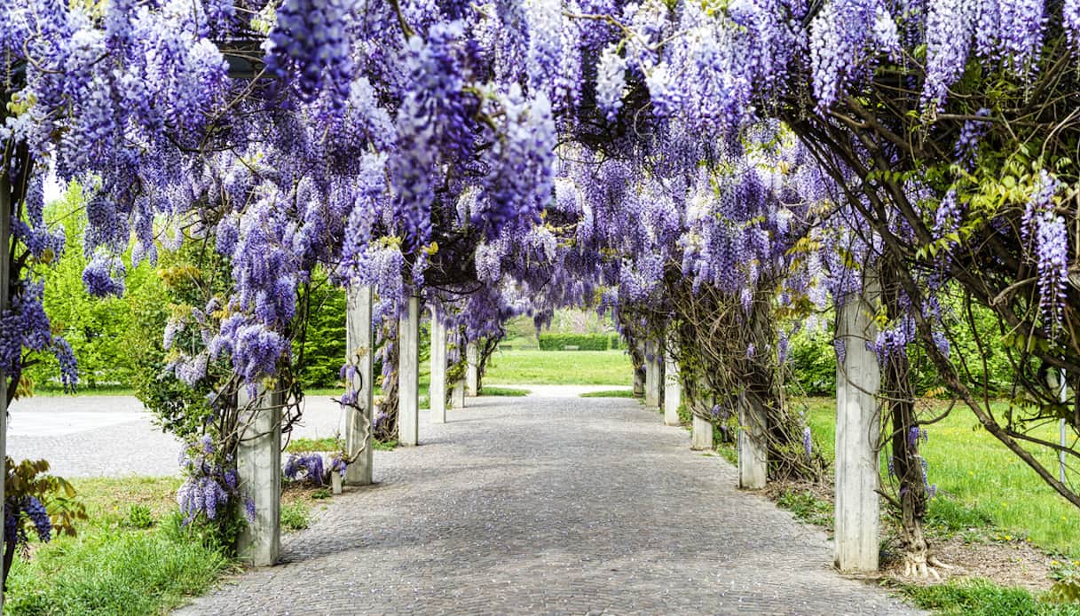 Glicine: dove posizionarlo, quando piantarlo e quanto dura