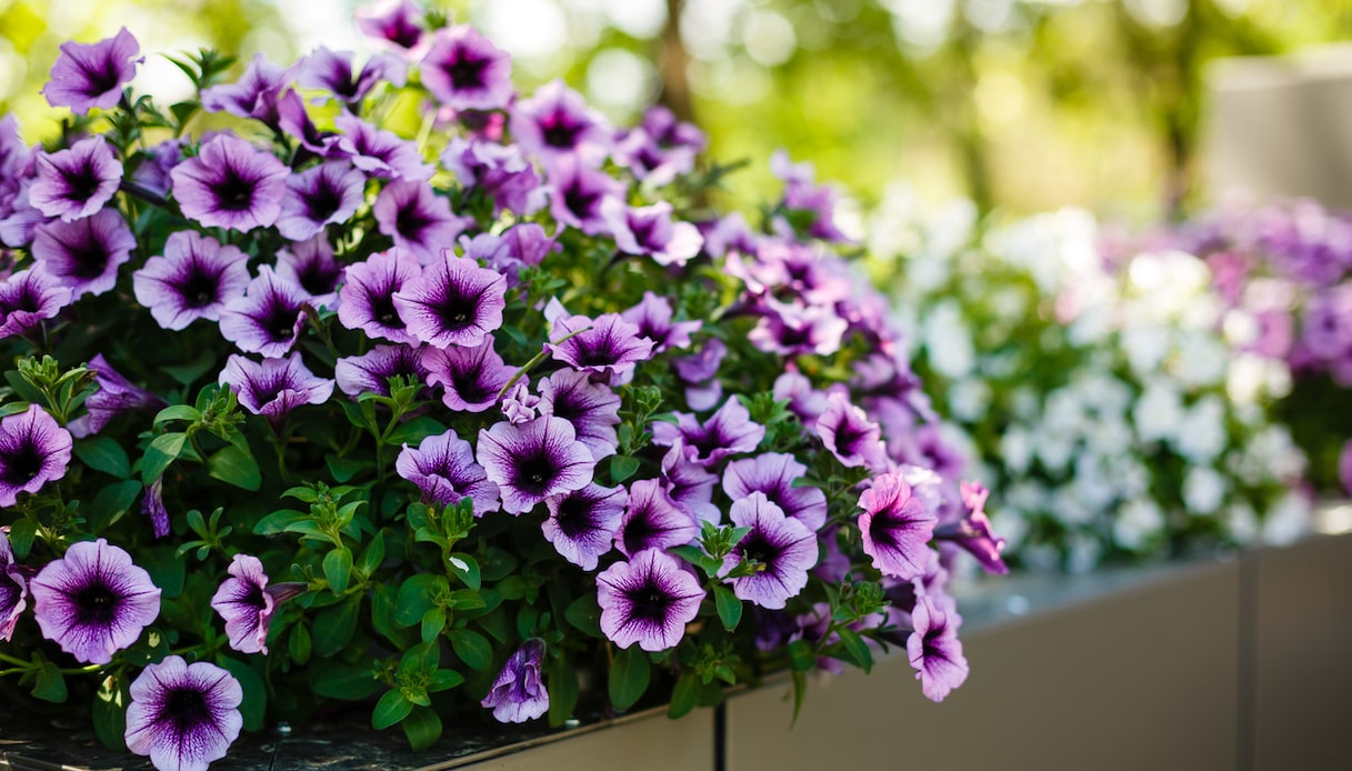 Petunia, dove posizionarla e quanto bagnarla