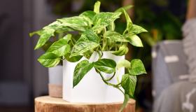 Pothos, come farlo arrampicare: trucchi infallibili