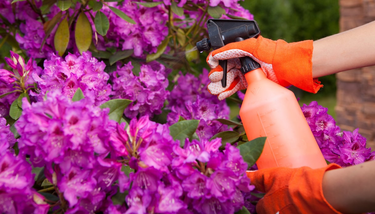 Azalea, dove metterla e come curarla in vaso