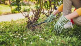 Erbacce, come eliminarle col trucco della candeggina