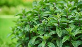 Menta, come coltivarla: le tecniche infallibili